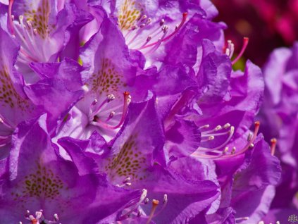 Rhododendron Purpureum Grandiflorum (3)