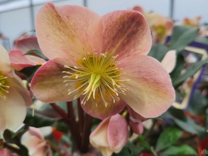 87338 2 cemerice hgc camelot helleborus hgc camelot