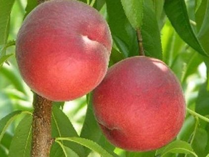 Broskvoň 'Sweet Scarlet'