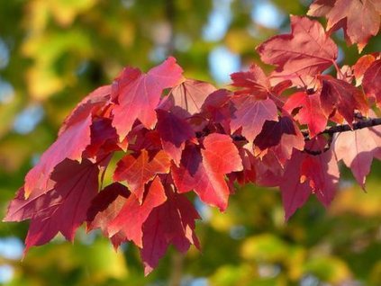 acer rubrum leaves frankenschultz CC BY NC SA 2 0