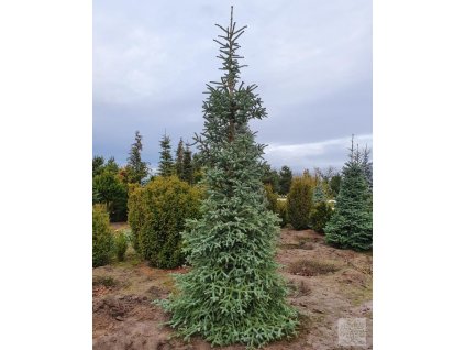 Abies pinsapo hispanica