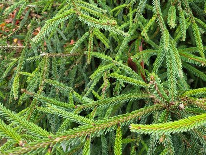 Picea orientalis (2)
