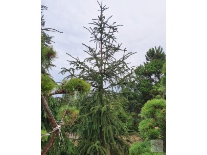 picea abies virgata