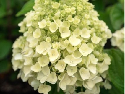 Hortenzie latnatá Living Summer Snow 'LCNO5' PBR