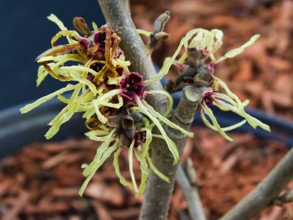 Hamamelis Pallida