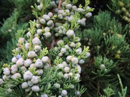 jalovec ��nsk� robusta