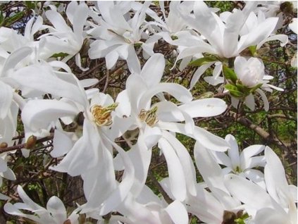 magnolie hv�zdokv�t�
