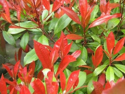 Blýskavka Fraserova 'Little Red Robin'