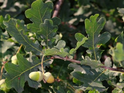 Dub letní  Quercus robur