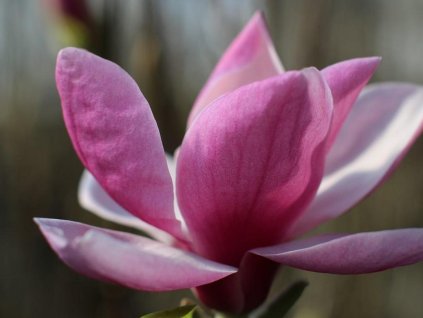 Magnolie 'Forrest's Pink'