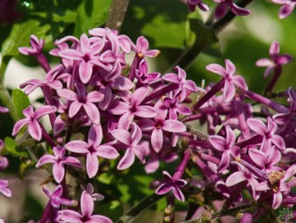 Syringa Bloomerang Dark Purple (3)