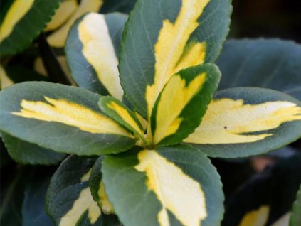 Euonymus fortunei Sunspot 84066 2