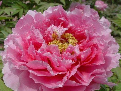 Pivoňka dřevitá 'Yatsukajishi'