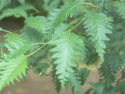 pinnat