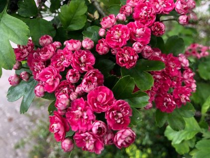 rubra