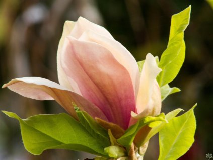 Magnolie x brooklynensis 'Eva Maria'