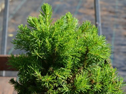 Smrk ztepilý 'Dundanga'