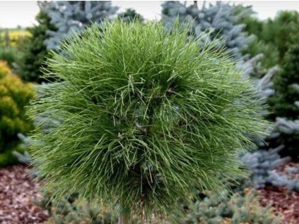 Borovice černá 'Rockley WB'