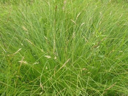 green o