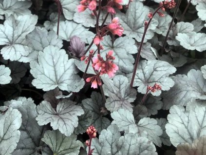 Dlužicha 'Silver Gumdrop' - Heuchera 'Silver Gumdrop'