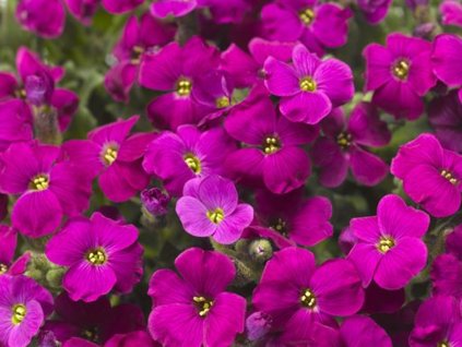 Tařička 'Audrey Red' - Aubrieta 'Audrey Red'