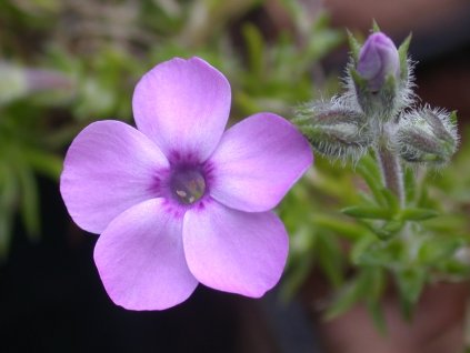 Plaménka 'Eva' - Phlox douglasii 'Eva'
