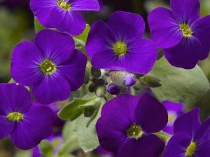 ta�i�ka blue