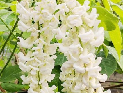 Vistárie křovitá 'Clara Mack'