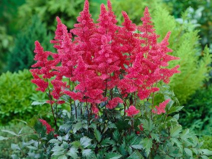Čechrava japonská 'Vesuvius' - Astilbe japonica 'Vesuvius'