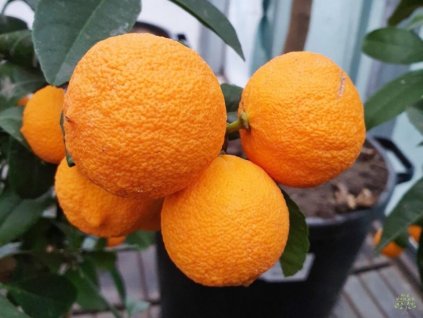 Citrusy Prodej (Citrusy Prodej, nabídce naleznete, naší nabídce naleznete, citrusových plodů, exotických citrusů) Citrusy Prodej
