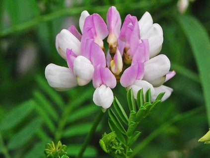 Čičorka pestrá - Coronilla varia