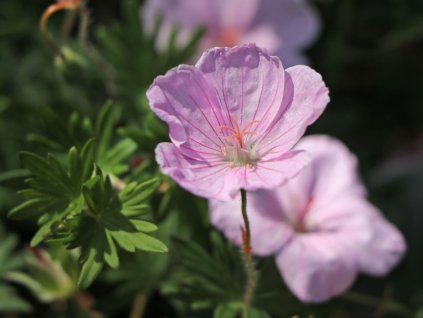 Kakost krvavý 'Vision Pink' - Geranium sanguineum 'Vision Pink'