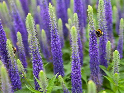 91523 rozrazil klasnaty ulster dwarf blue veronica spicata ulster dwarf blue