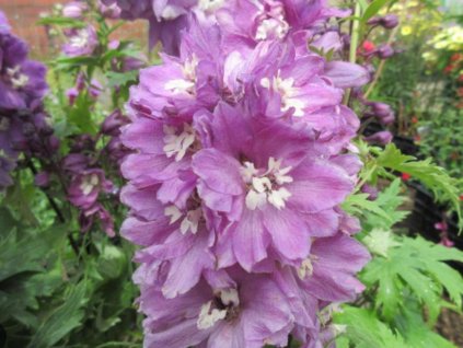 lilac