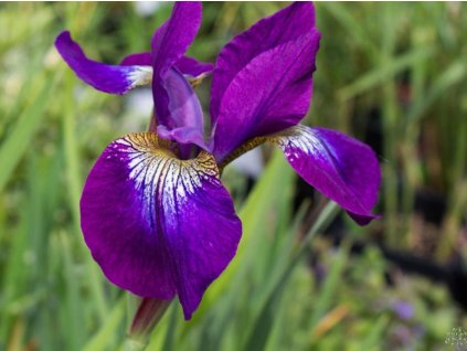 purple kosatec