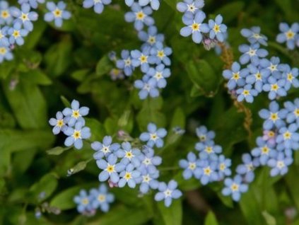 little blue t