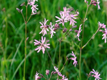 Kohoutek luční  - Lychnis flos-coculi