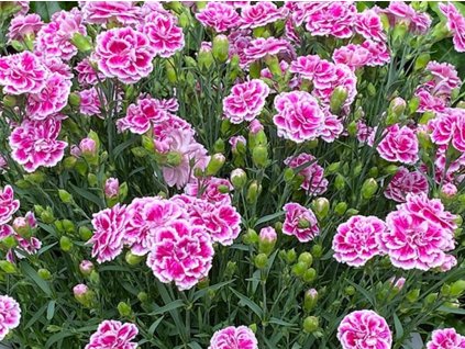 Hvozdík karafiát 'Bicolor' - Dianthus caryophyllus 'Bicolor'