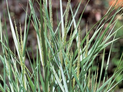 Proso prutnaté 'Prarie Sky' - Panicum virgatum 'Prairie Sky'