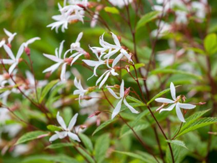 Trubučka trojlistá - Gillenia trifoliata