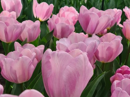 Tulipán 'Synaeda Amour'