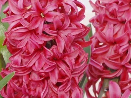Hyacint 'Scarlet Pearl' (Balení cibule 15/16 - 5 ks)