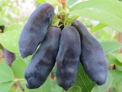 blue banana