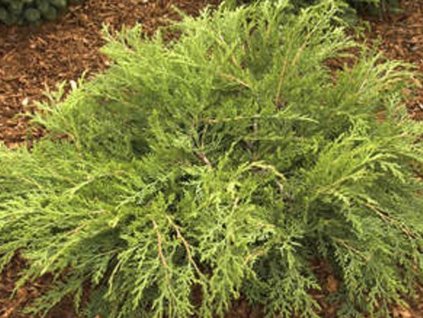 mikrobiota