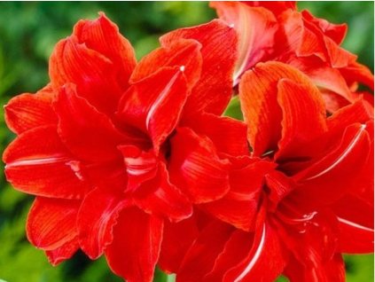 red peacok