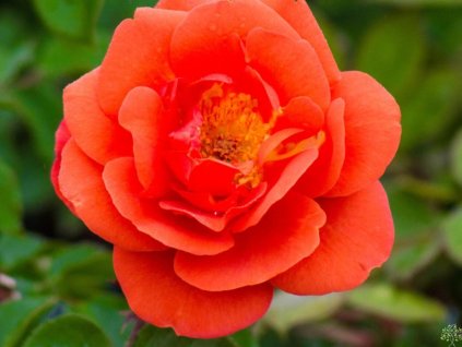 Růže 'Theodor Fontane Rose®' (Balení speciální balení)