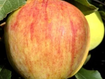 Jabloň 'James Grieve Super Compact'