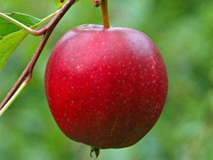 Jabloň 'Summerred'