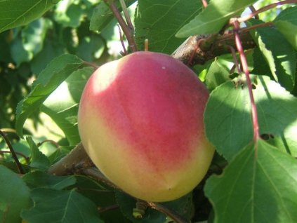Meruňka 'Vanilla Cot'