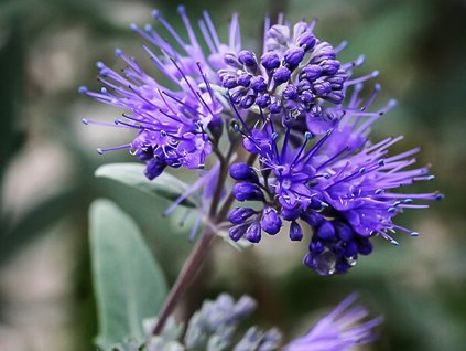 Ořechokřídlec klandonský 'Dark Knight'